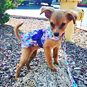 Purple Butterfly Dog Dress with Matching Leash (Size: X-Small)